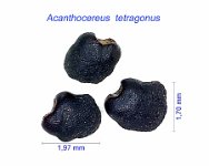 Acanthocereus  tetragonus AB.jpg